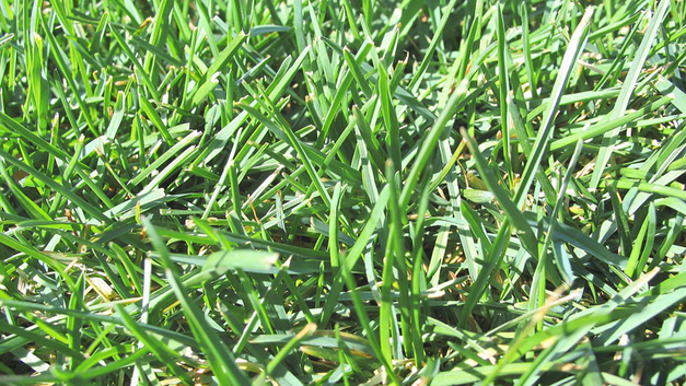 Poa pratensis ist ein hochwertiges Rasengras, das einen belastbaren Rasen ergibt. BILD UFA-SAMEN